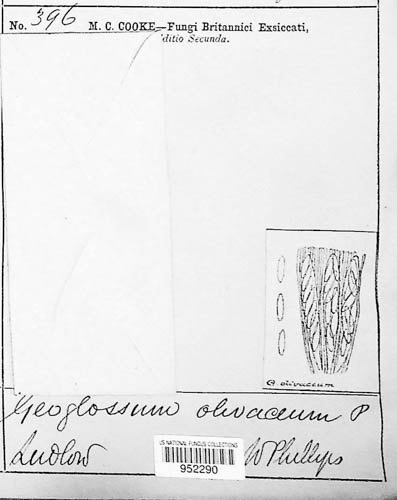 Microglossum olivaceum image